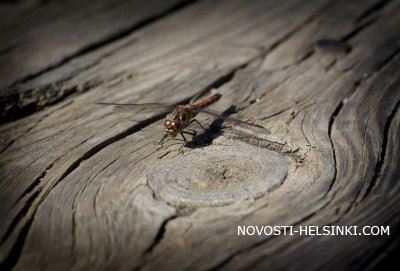 ������ �� ���������� � ���������